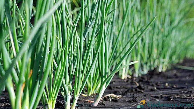 Cebula batun sadzenie i pielęgnacja w otwartym polu Kiedy sadzić nasiona na wiosnę i przed zimą Najlepsze odmiany