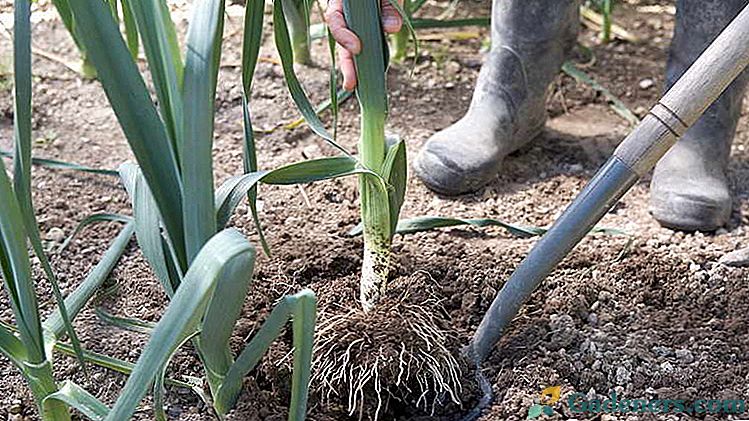 Лук порей на розсаду Посадка і догляд у відкритому грунті Коли і як садити цибулю порей насінням відео