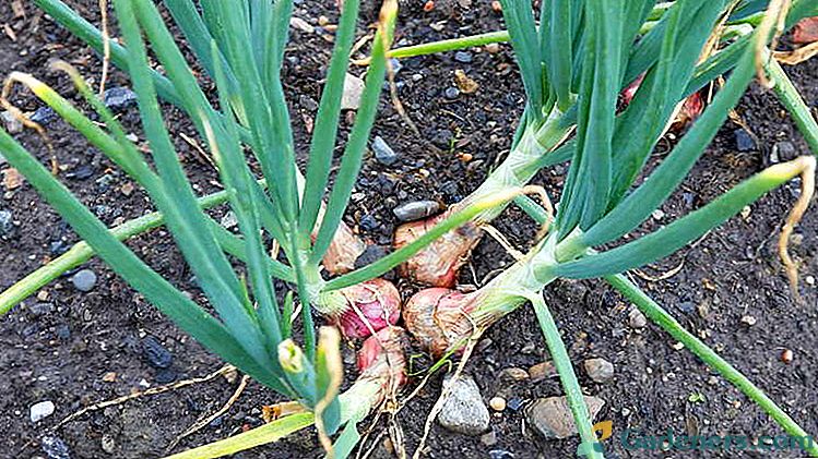 Shallot cibule výsadba a péče v otevřeném poli. Kultivace ze semena na sevok a peří.