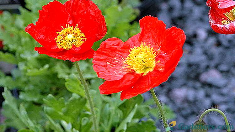 Poppy Golostebel Kultivácia zo semien Výsadba a starostlivosť v teréne Fotografie kvetov v záhrade
