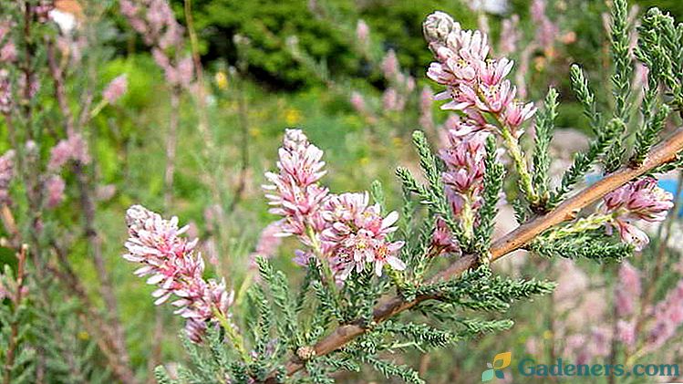Myrikaria foxtail ir Daurian kraštovaizdžio dizainas Sodinimo priežiūra ir kirpimas Nuotraukos rūšių