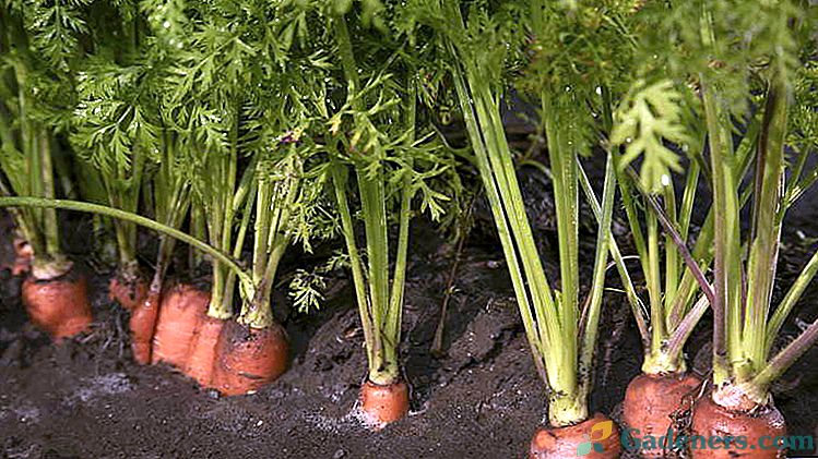 Морква посадка і догляд у відкритому грунті Терміни посадки Правильний посів полив і подальший догляд