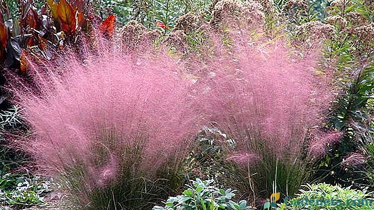 Mühlenbergia vlasy-jako kultivace ze semen výsadba a péče v otevřeném terénu Foto odrůd
