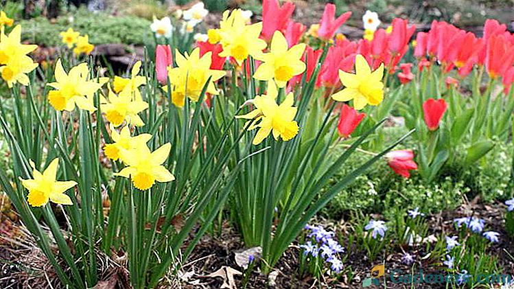 Narcizai sodinami ir prižiūrimi atvirame lauke pavasarį ir rudenį Transplantacijos ir reprodukcijos Foto veislės