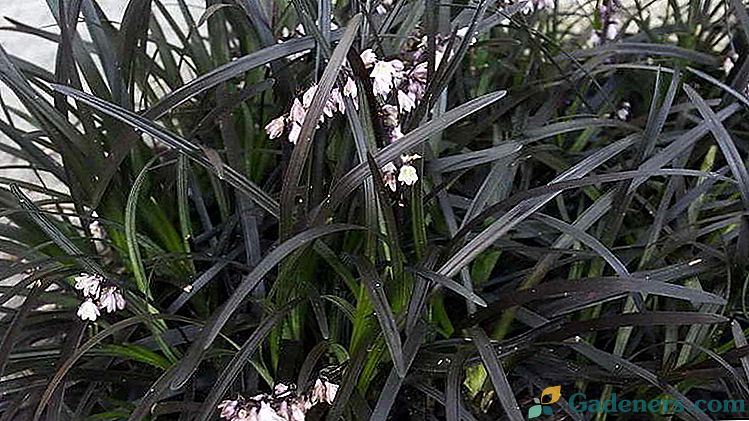 Japoński i płaskolistny Ophiopogon Sadzenie i konserwacja w otwartym polu iw domu