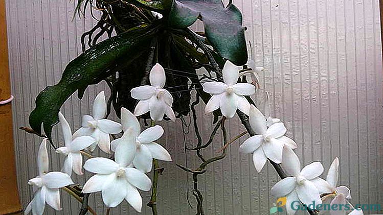 Orchidová aerangistika, kultivácia a starostlivosť doma, transplantácia, reprodukcia, foto druhov.
