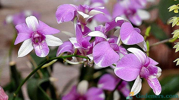 Orchid Dendrobium Care namuose Reprodukcijos auginiai ir vaikai Transplantacija
