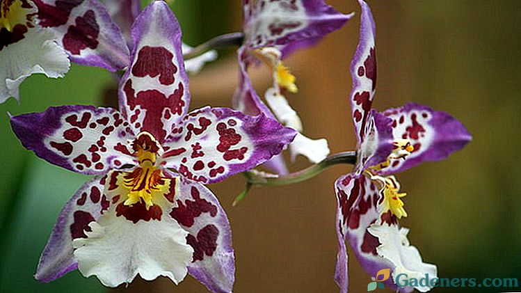 Orhideja Cambria Nega in razmnoževanje na domu Presajanje po nakupu Reanimacija
