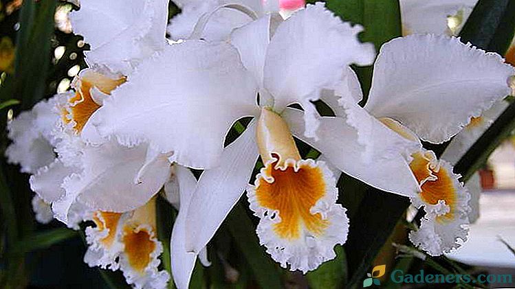 Cattleya Orchid Pielęgnacja w domu Uprawa i reprodukcja Zdjęcie gatunków