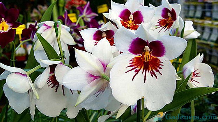 Miltonija orhidej Domača nega Presajanje in razmnoževanje Namakanje in oživljanje