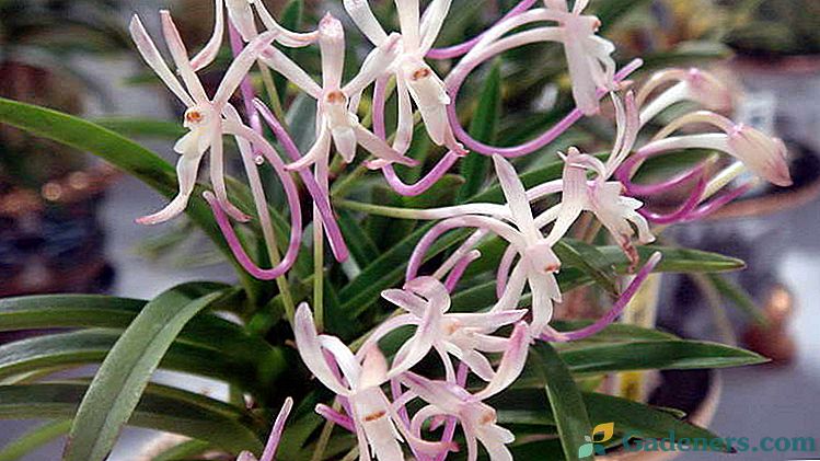Орхидея неофинетия Засаждане и грижи у дома Възпроизводство и трансплантация Снимки на видове