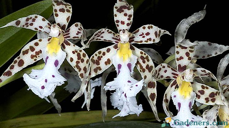 Orchidea odontoglossum Pielęgnacja w domu Transplant po zakupie Odmiany zdjęć