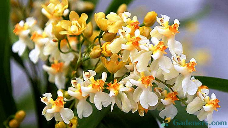 Orchidės oncidium Namų priežiūra Persodinimas ir dauginimas Foto ir video