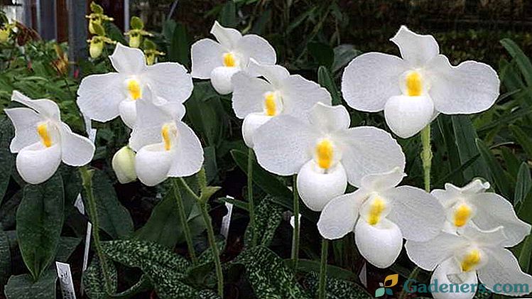 Pafiopedilum orchidėja ar moteriškoji šlepetė Namų priežiūra Kaip persodinti rūšies nuotraukas