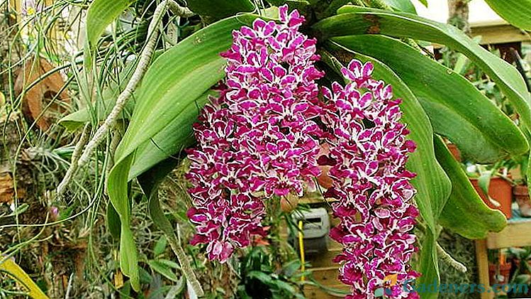 Orhidejas rinhostilis gigants Apkope mājās Pārstādīšana Reprodukcija Foto sugas