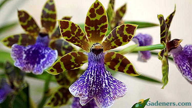Orchid zygopetalum Starostlivosť o domáce zvieratá a ich presádzanie Podmienky kultivácie Foto druhov