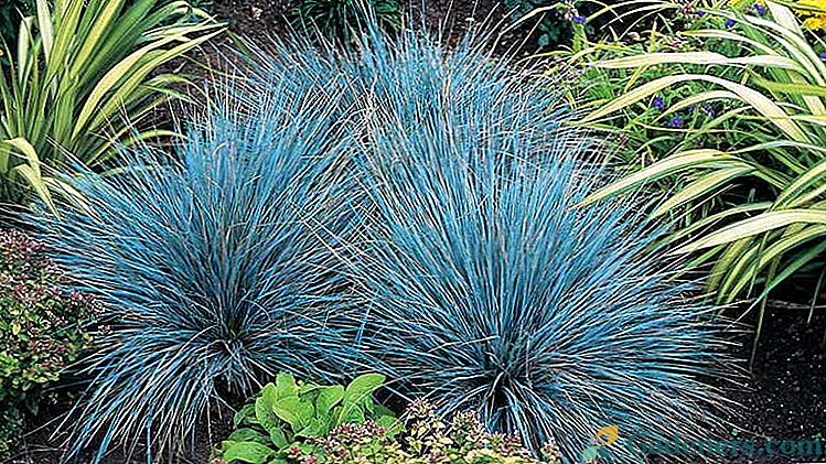 Fescue Stādīšana un kopšana atklātā laukā Audzēšana no sēklām Fotoattēlu šķirnes