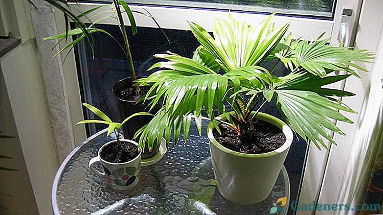 Liviston Palm aprūpes mājās audzēšana no sēklu šķirnēm