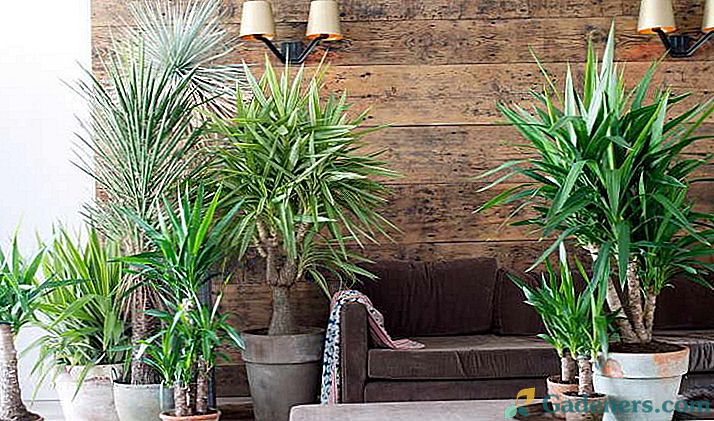 Palma yucca aprūpe mājās reprodukcijas un atzarošana Yucca graft Foto sugas