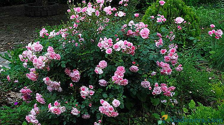 Park růže výsadba a péče v otevřené krajině kanadské a anglické parky růže fotografie