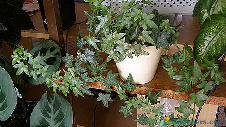 Ivy obyčejný pokoj Výsadba a péče doma Reprodukce Foto odrůdy
