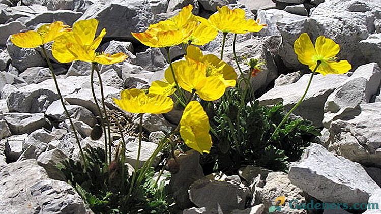 Полярний або арктичний мак - дивовижна рослина