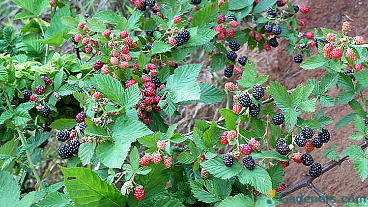 Vysádzanie ostružiny na jar a na jeseň Starostlivosť a prerezávanie Choroby Reprodukcia Blackberry odrody garden photo