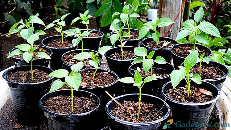 Pěstování sladké papriky v semenáčcích Kdy sejí Vhodné ošetření osiva a péče o sazenice