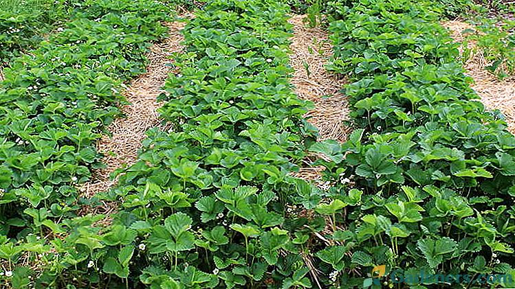 Zasady sadzenia truskawek w otwartym terenie na wiosnę w okresie letnim i jesiennym .. Schematy sadzenia Zdjęcie i wideo