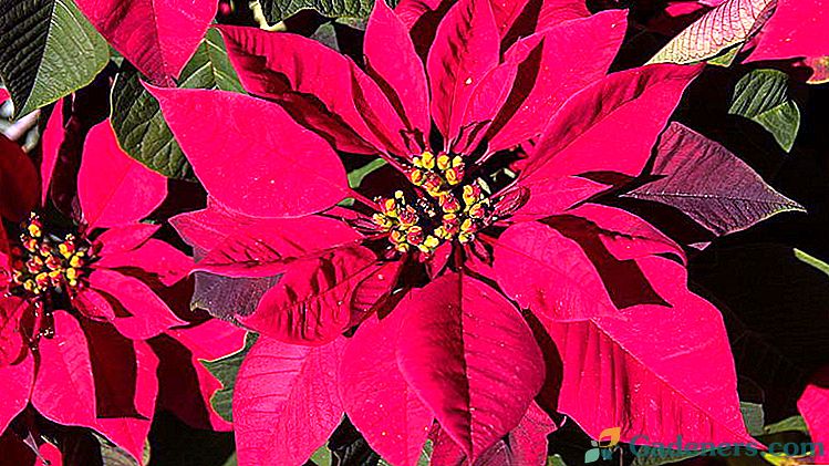 Пуансетія догляд в домашніх умовах Квітка різдвяна зірка Як обрізати Пуансетію