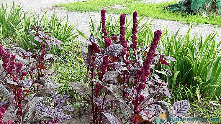 Amaranth plant fotografie Pěstování ze semen na sazenice a v otevřeném terénu