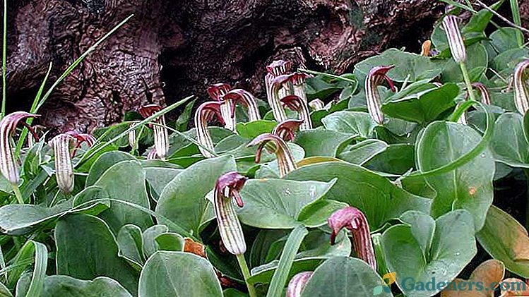 Arizarum augs Bieži sugas Stādīšana un kopšana