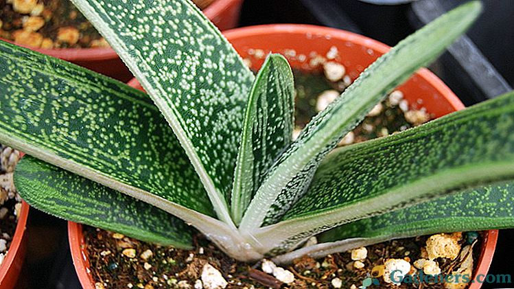 Gaster plant Opieka domowa Zdjęcie gatunku w pokoju Reprodukcja Gastarii