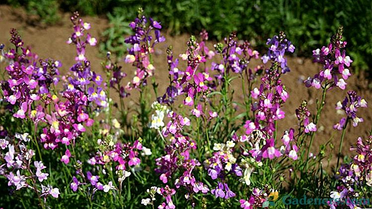 Sadzonka lnu Marokański Sadzenie i pielęgnacja w otwartym polu Rośnie z nasion Zdjęcie kwiatów