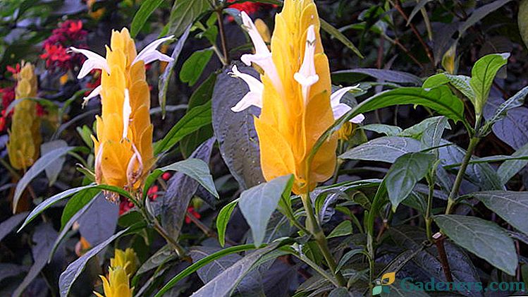 Plant pakhistahis Domácí péče Reprodukce řízky Fotografické odrůdy a popis