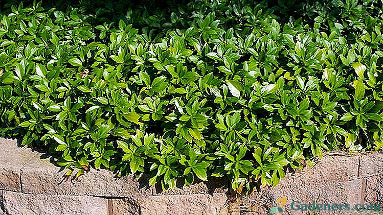 Pachisander augalas. Auginimas ir priežiūra atvirame lauke. Auginimas iš sėklų