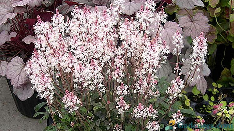 Plant tiarella Sadzenie i pielęgnacja w polu otwartym Odmiany i rodzaje zdjęć o nazwie Reproduction