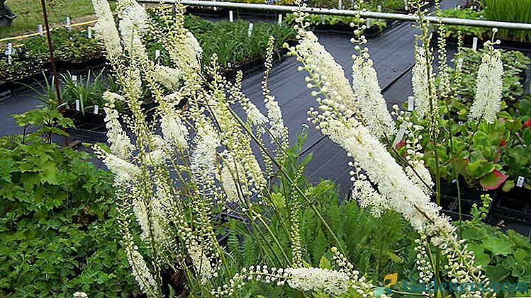 Voronets biljka Poznate vrste i sorte s fotografijama i opise