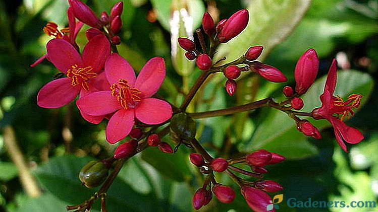 Rastlina Jatropha Nega doma Pridelovanje semen Slika cvetja