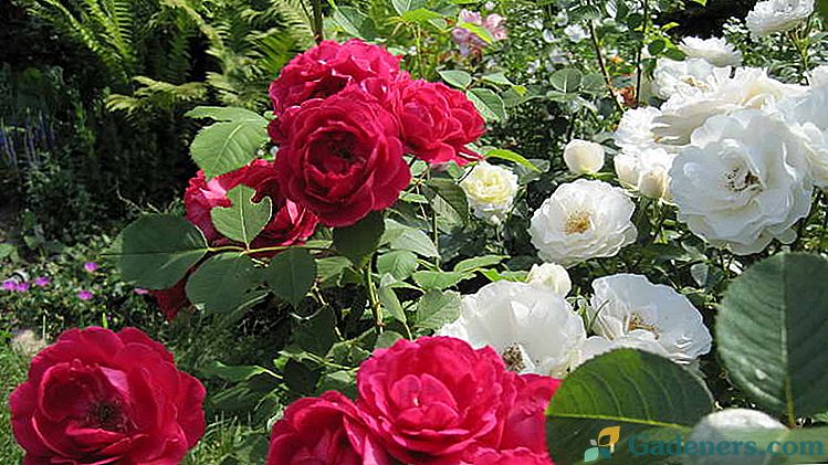 Floribunda rose Posaditev in skrb na odprtem polju Najboljše sorte s fotografskimi imeni in opisi