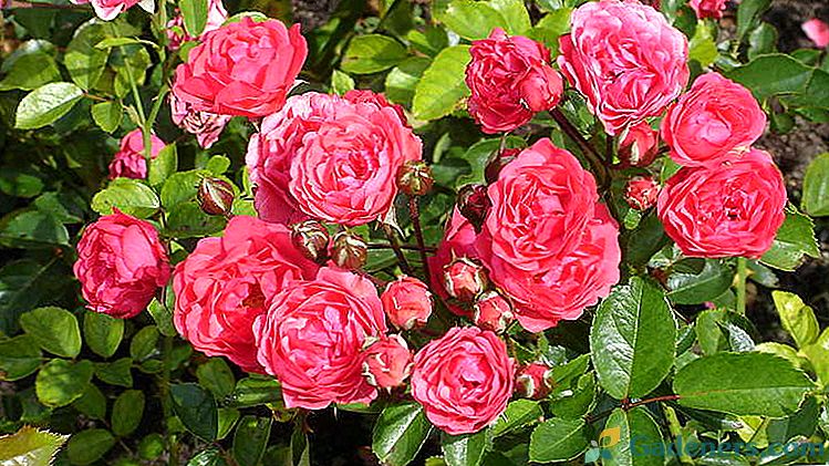 Rose polyantha Kultivácia semien doma Výsadba a starostlivosť v teréne Odrody