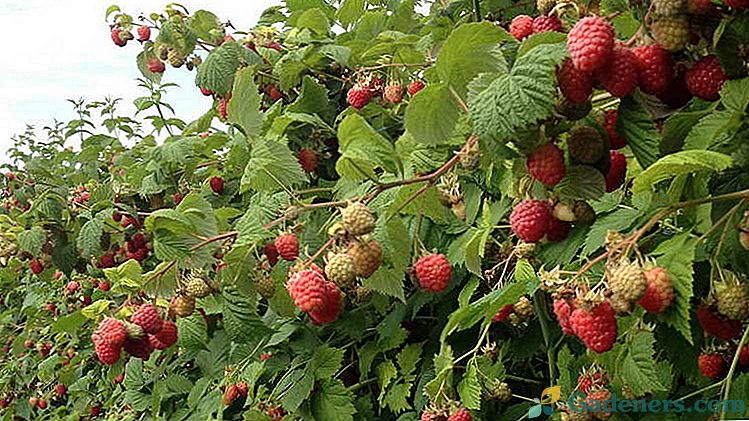 Vrtna malina Sajenje in oskrba na prostem Kako pravilno obrezati maline in se pripraviti na zimo