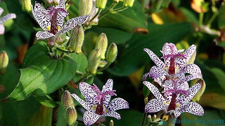 Dārzs Orchid Tricyrtis Stādīšana un kopšana atklātā laukā Bildes dārzā Saldētas lilijas sugas