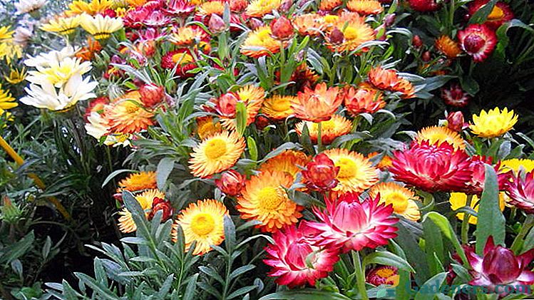 Градински цветя безцветни или helihrizum bractin Отглеждане и грижи