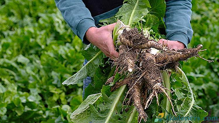 Cicornový salát rostoucí ze semen Pěstování v půdě a nucení Čištění a skladování Nejlepší odrůdy