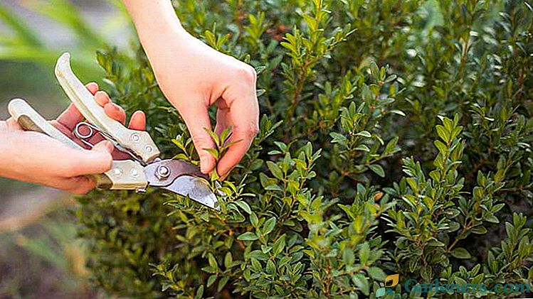 Sadzenie i pielęgnacja sadzonek w otwartym polu Rozmnażanie przez sadzonki Jak wyhodować bukszpan