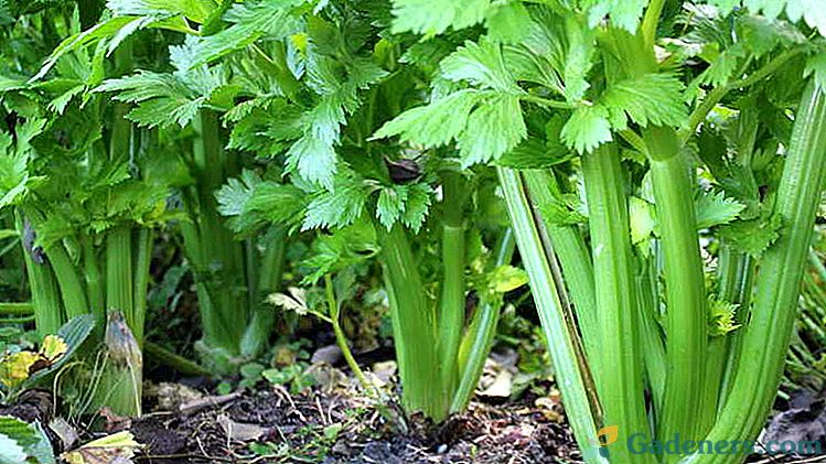 Uzgoj celera i skrb na otvorenom polju Kako sijati i zaroniti sadnice Slijetanje u tlu