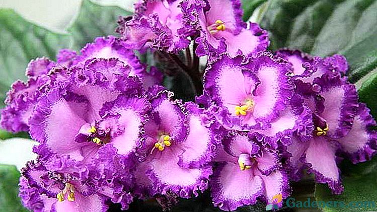 Senpoliya Uzumbar vijolična nego na domu Reprodukcija Foto sorte z imeni