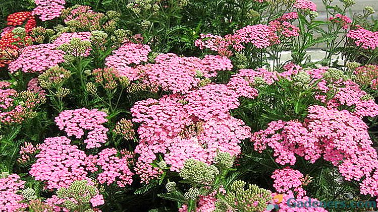 Rastlinné dekoratívne rastliny a starostlivosť o rastliny Pestovanie zo semien Foto s rôznymi farbami