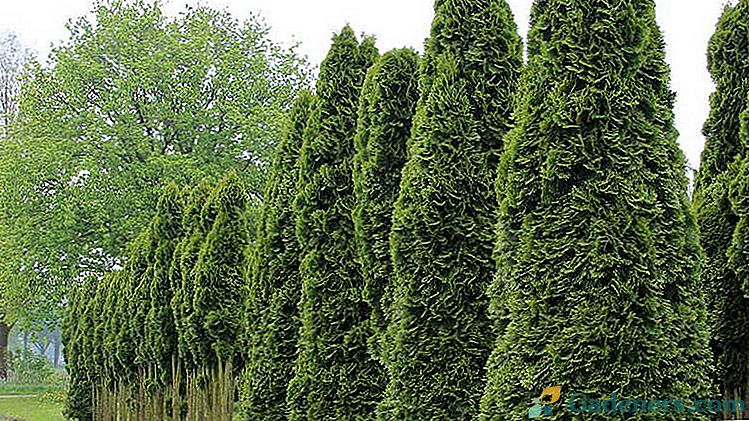 Thuja westerny Záhon a péče Kultivace ze semen doma Reprodukce odřezků Foto